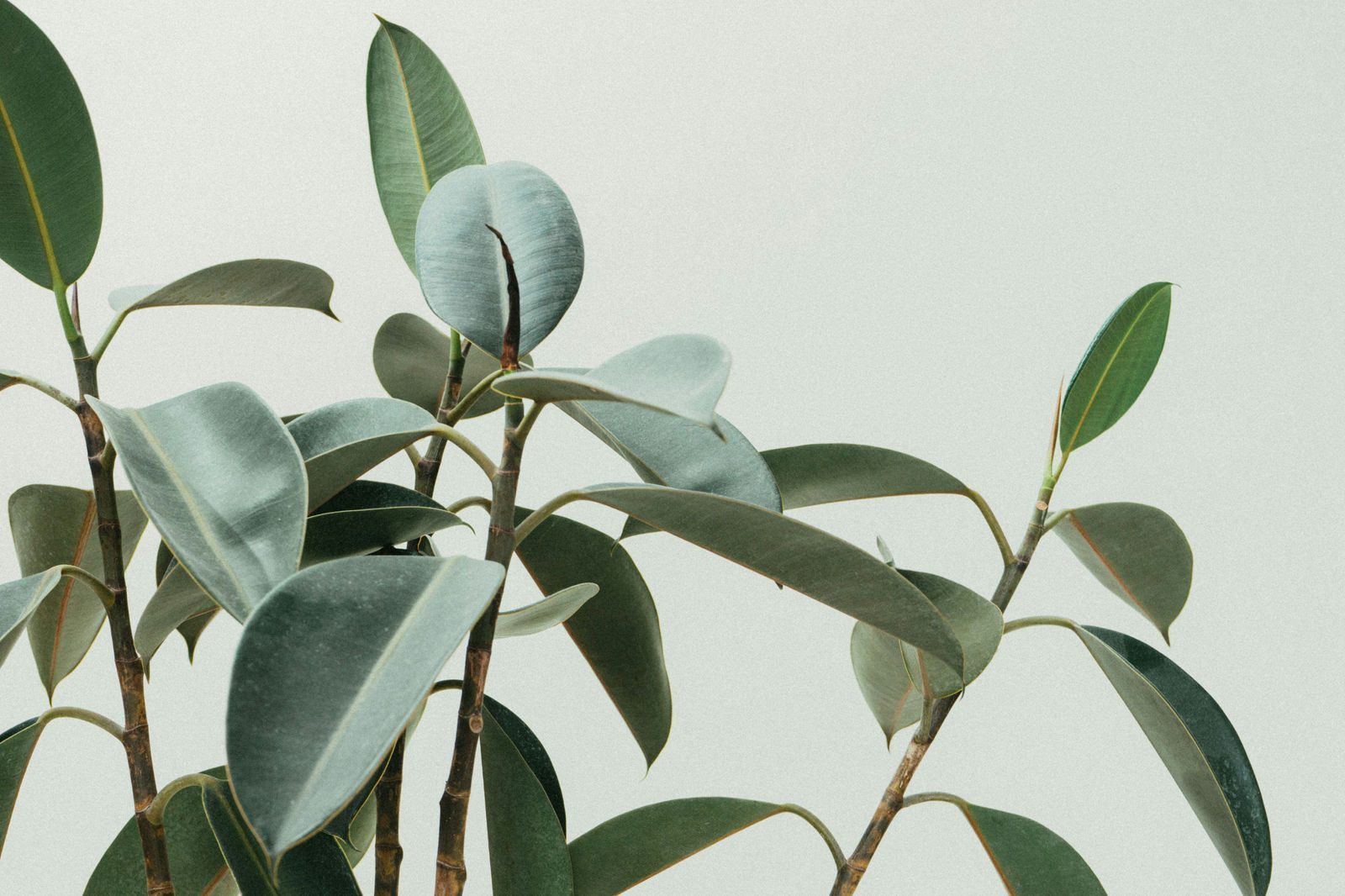 Amazing Botanicals specializes in providing fresh, safe kratom to anyone in need of natural relief