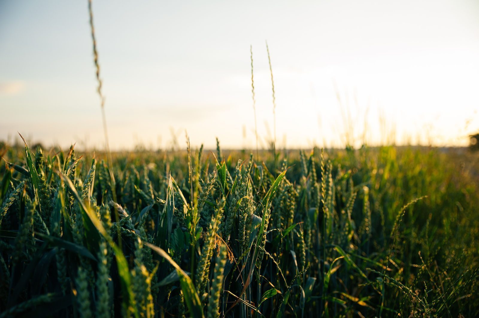 How to digitize the grain trade